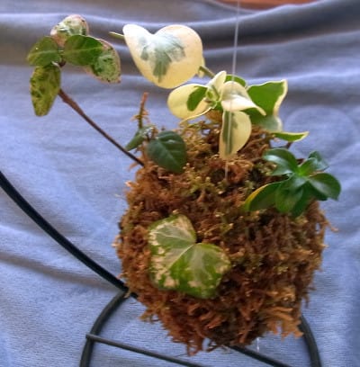 庭には花