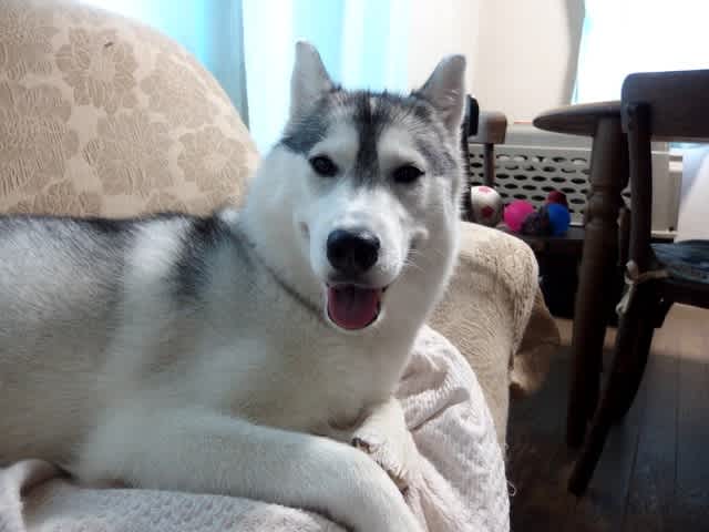 雨の日の散歩 どうしてますか ハスキー犬女の子ランちゃんのブログ