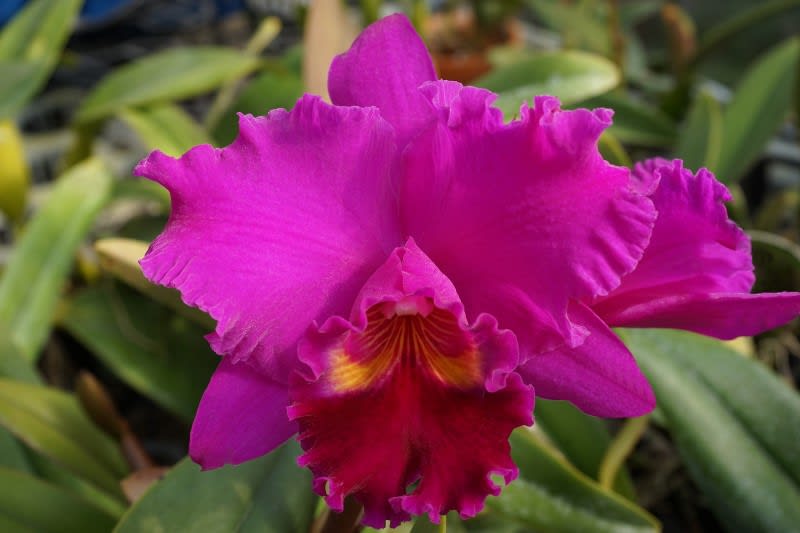 HIF洋蘭 681 Rlc. Mitsuo Akatsuka 'Volcano Queen' (MC)|鉢植え HIF洋蘭 681 Rlc. Mitsuo Akatsuka 'Volcano Queen' (MC)|鉢植え