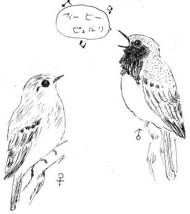 ５月のやさしい自然教室 野鳥のさえずりを聴いてみよう 京都科学読み物研究会