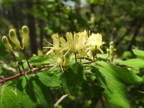 高ボッチ高原・鉢伏山で最近咲いている花　イボタヒョウタンボク（水蝋瓢箪木）