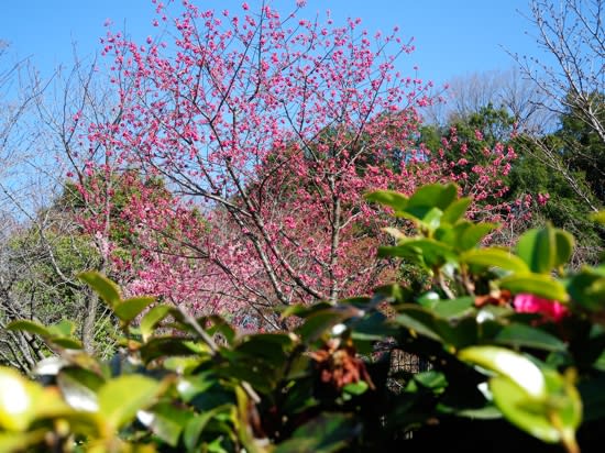 DSCN2273_山崎公園の桜.jpg