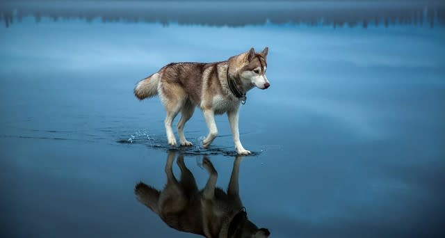 ロシア犬の屈強な北方的性質 先住民族関連ニュース