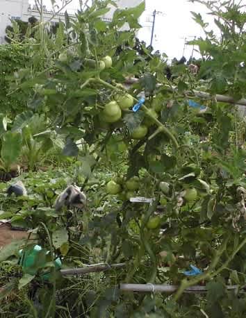 さぼった後の畑は スイカ トマトなどなど 千葉で趣味の野菜作り さぼった後の畑は スイカ トマトなどなど 千葉で趣味の野菜作り