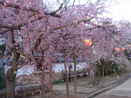 桜 お花見2008 阿知神社 鶴形山公園 ウ ウマ な生活 桜 お花見2008 阿知神社 鶴形山公園 ウ ウマ な生活