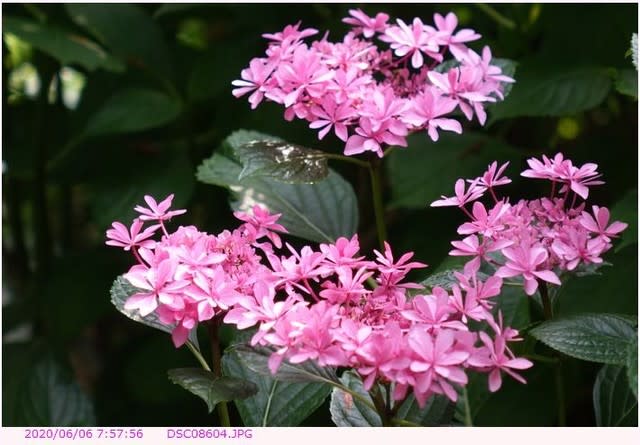 アジサイ 装飾花と両性花がピンクの色のアジサイ 散歩写真