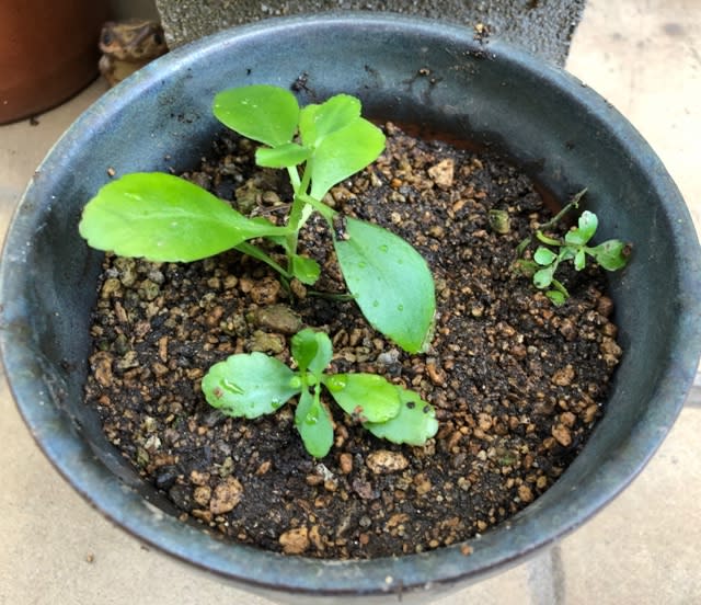 マザーリーフの葉を鉢に植え替え 松本音楽教室 陽のblog