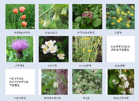 春に咲く白い花15選 名前や種類 花言葉は Horti ホルティ By Greensnap