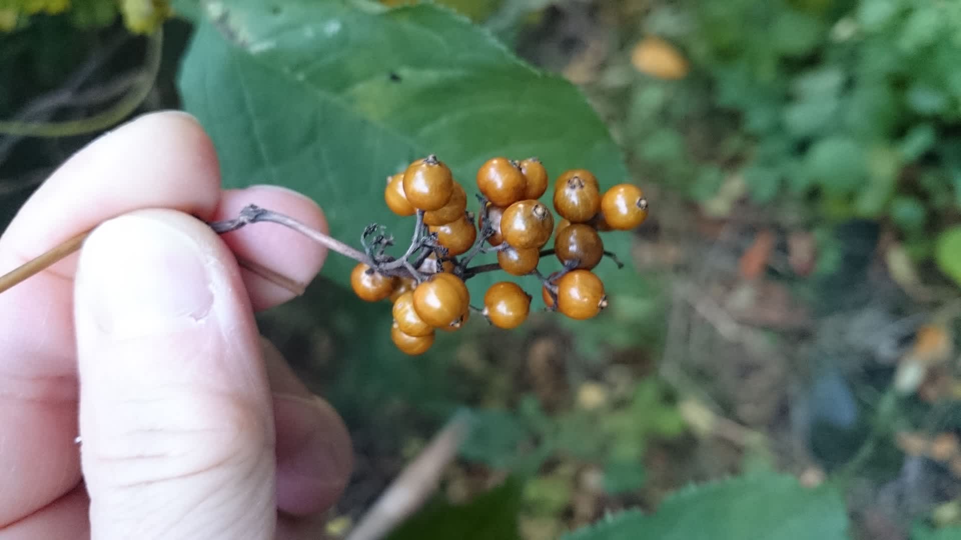 金色の実 Konasukeの部屋 金色の実 Konasukeの部屋