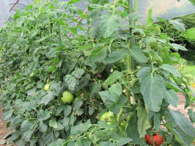 トマト連続摘芯栽培は第６ 第７花房が開花し 誘引 里山悠々録
