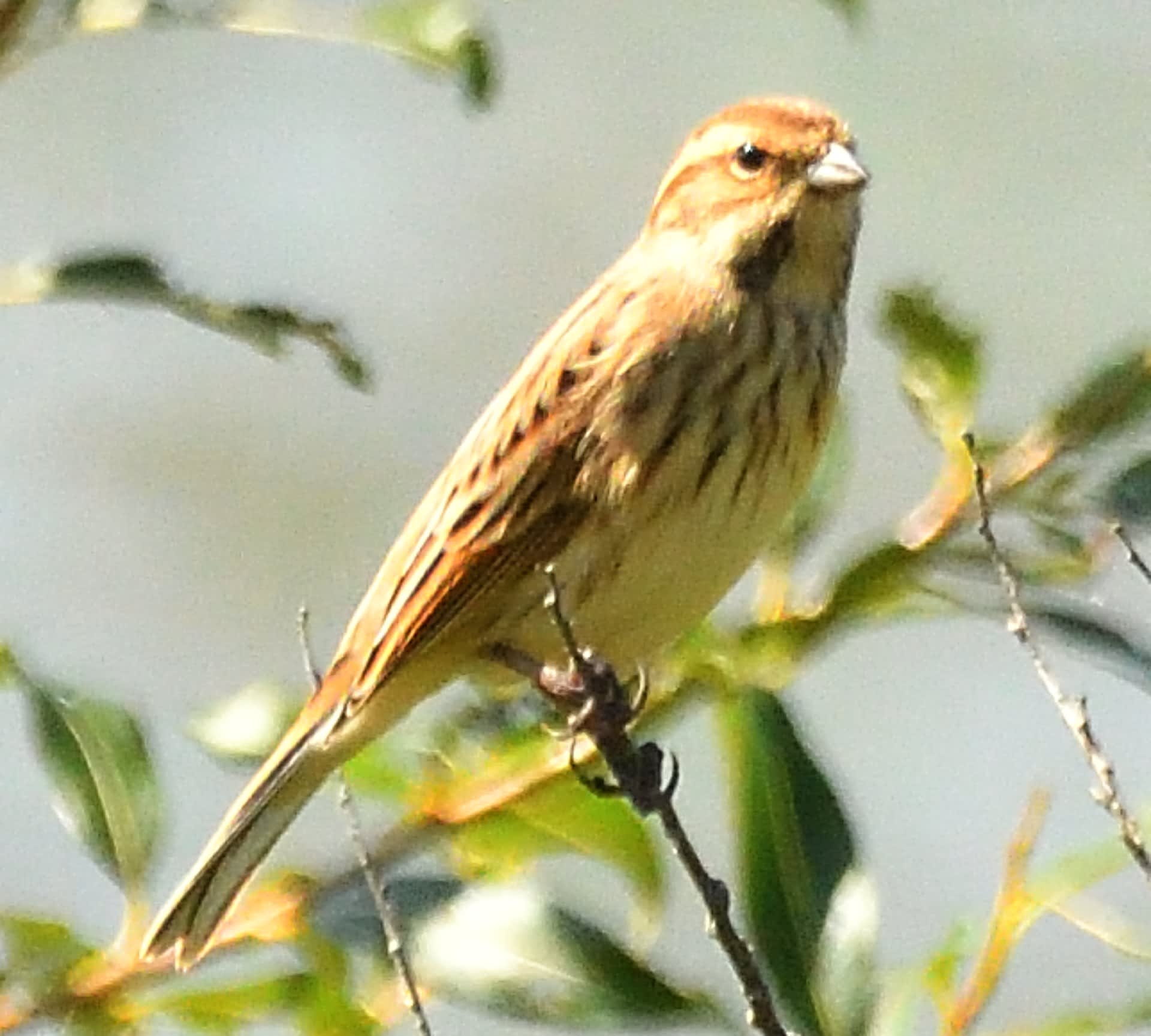 モエレの鳥たち9 29 オオジュリンの冬羽 カモたち 鳥とパイプと日本酒のおっさんメモ