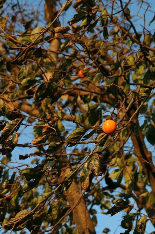Img_5772 Img_5772