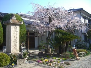 光政寺の桜