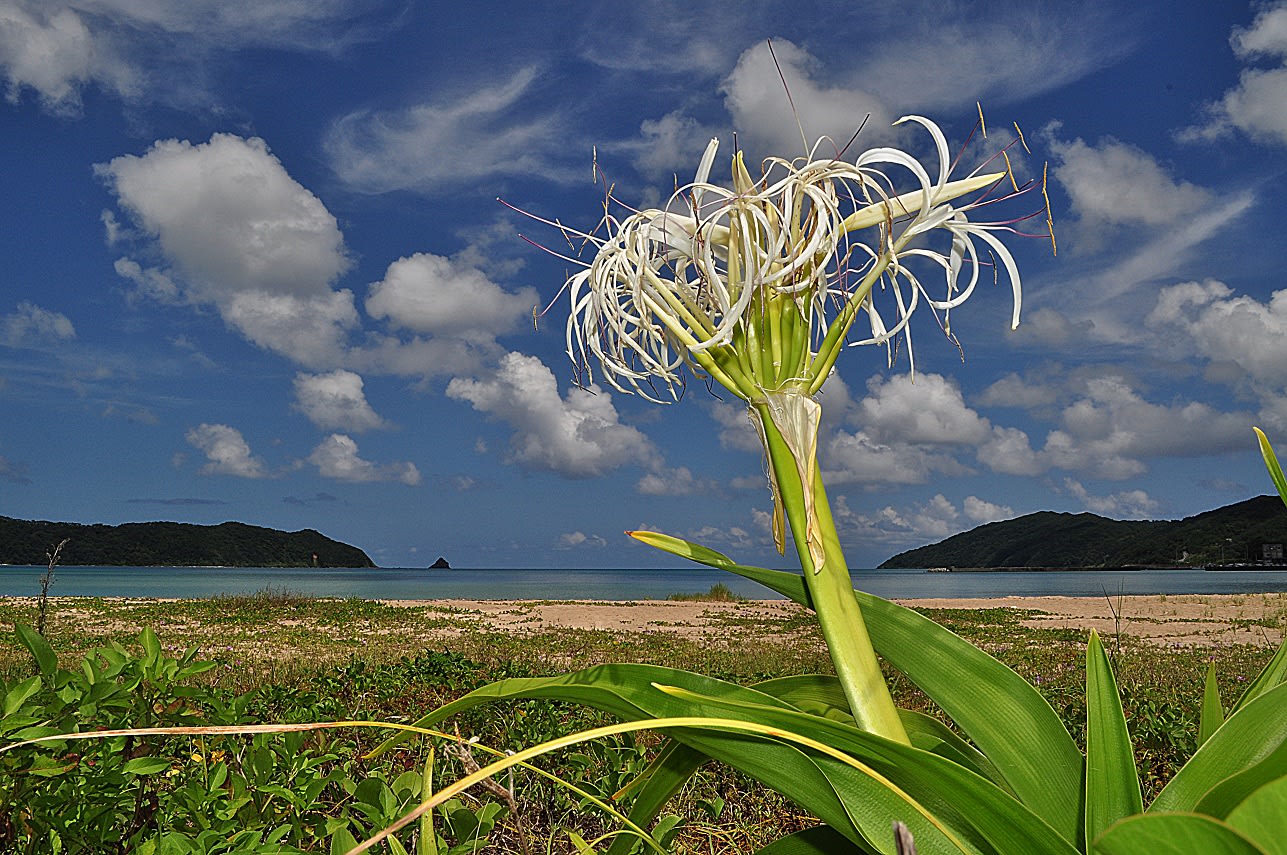 壁紙 夏の風景 その2 Miracle Nature 奄美大島の自然