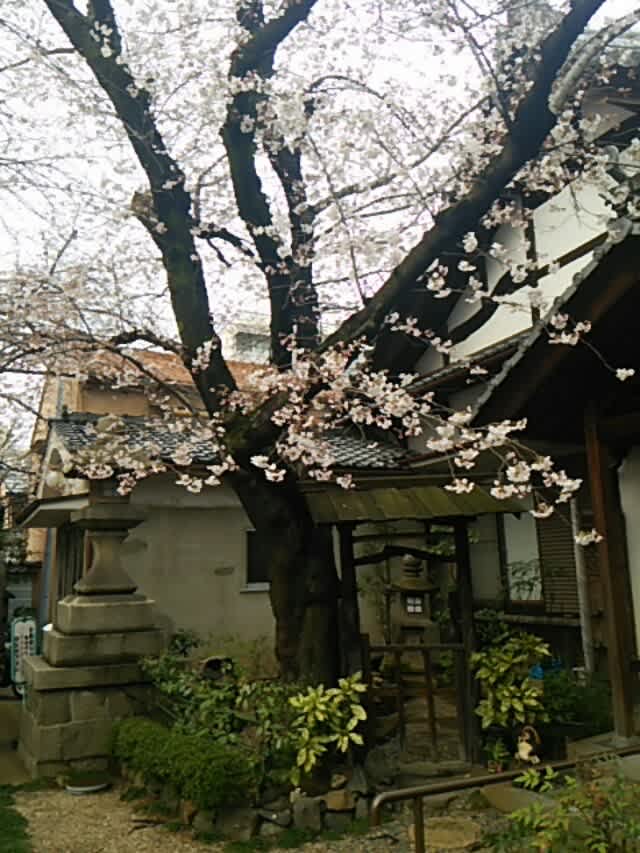 墨染寺 今年ばかりは 新古今和歌集の部屋 墨染寺 今年ばかりは 新古今和歌集の部屋