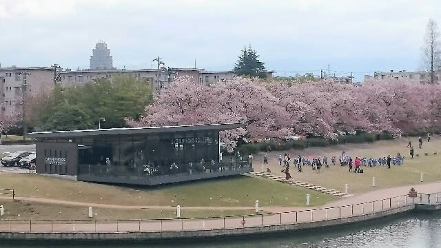 桜🌸満開のスターバックスコーヒー富山環水公園店 - 美味しく食べよう