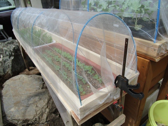 9月10日 自作のプランター用木製ラックを改造 ビギナーの家庭菜園