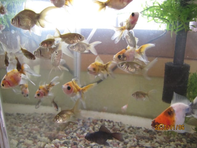 金魚近況 10 11 Hmrsのヘタレ趣味ブログ
