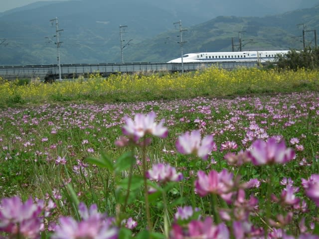 花と新幹線