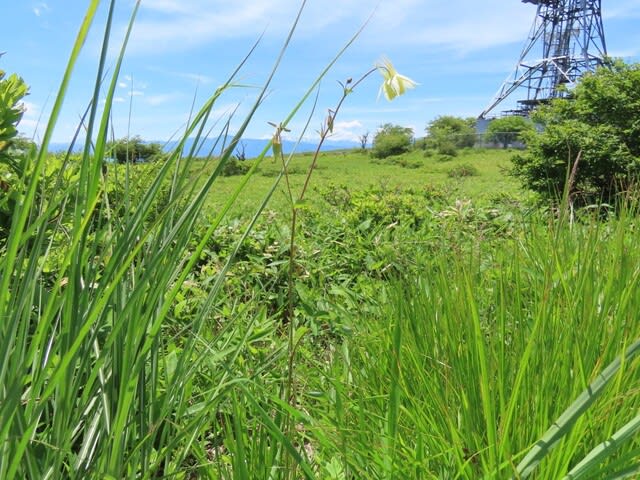 高ボッチ高原・鉢伏山で最近咲いている花　キバナノヤマオダマキ（黄花の山苧環）