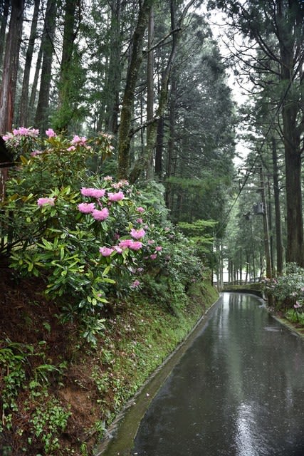 雨の日の高野山シャクナゲ マイクさんのブログ