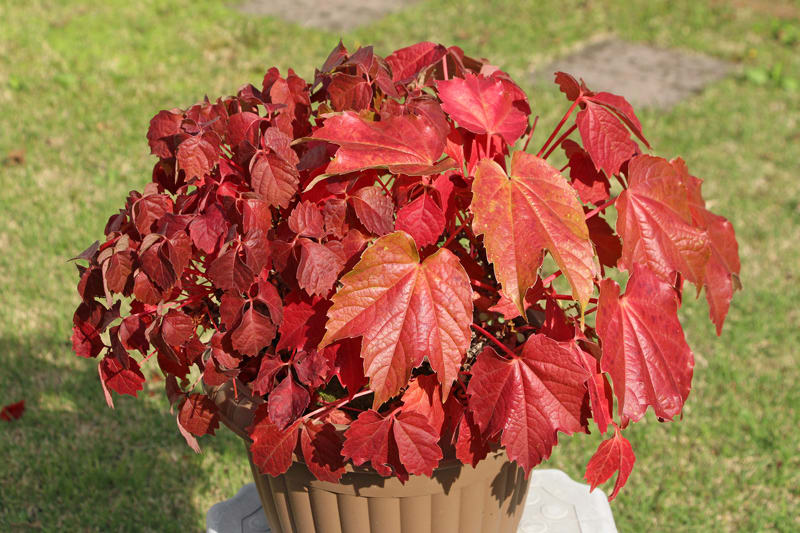 小庭のツタ紅葉 ぐりぐらのフォトログ