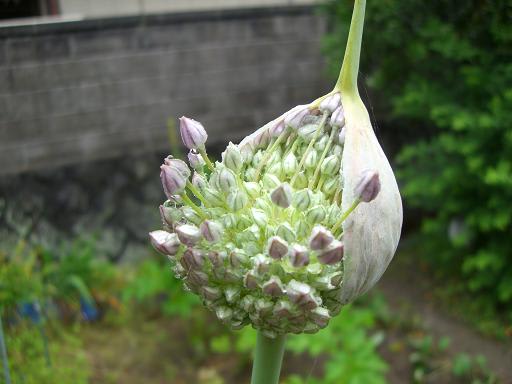 ニンニクの花 こげの耳に ねんぶつ