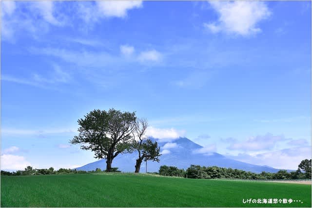 ニセコ町 双子のさくらんぼの木と羊蹄山 しげじぃの北海道悠々散歩