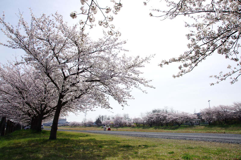 今週末は こだま千本桜まつり にお出かけください パソコン楽習館スタッフブログ 今週末は こだま千本桜まつり にお出かけください パソコン楽習館スタッフブログ