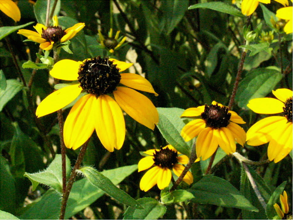ルドベキア タカオの7枚の花びら 花の公園 俳句 ing ルドベキア タカオの7枚の花びら 花の公園 俳句 ing