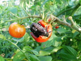 ミニトマトがこがね虫に おりひめのブログ