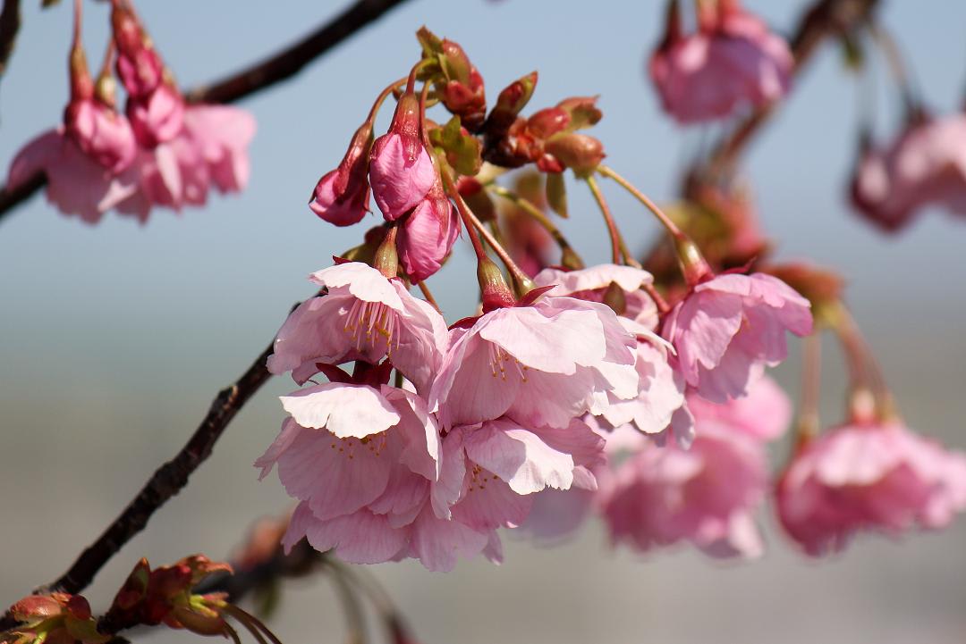 公園の桜『陽光』の画像