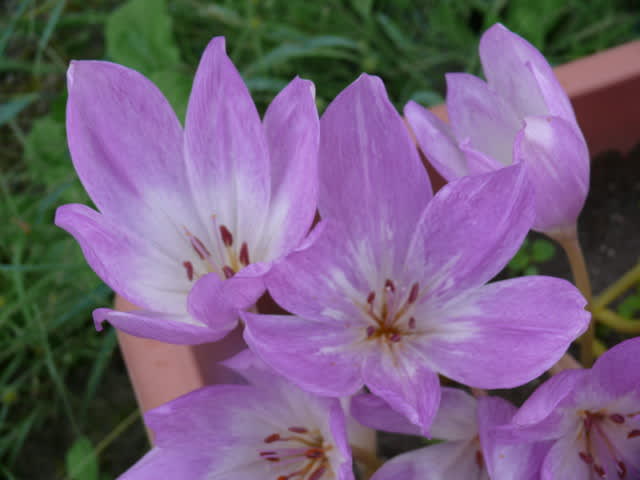 一関市千厩町千厩のコルチカム イヌサフラン 14年9月28日 日 Peaの植物図鑑 一関市千厩町千厩のコルチカム イヌサフラン 14年9月28日 日 Peaの植物図鑑