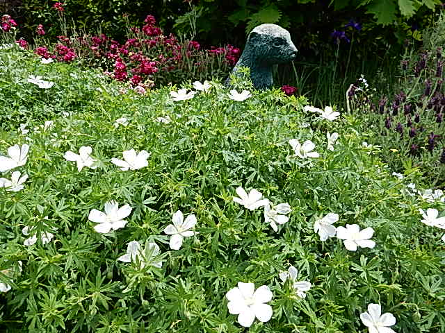 シロバナアケボノフウロ 恋する花たち シロバナアケボノフウロ 恋する花たち
