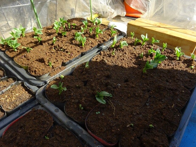 １０月２１日に播種した赤いそら豆の苗を畑に植え付けました ヒロシの日記