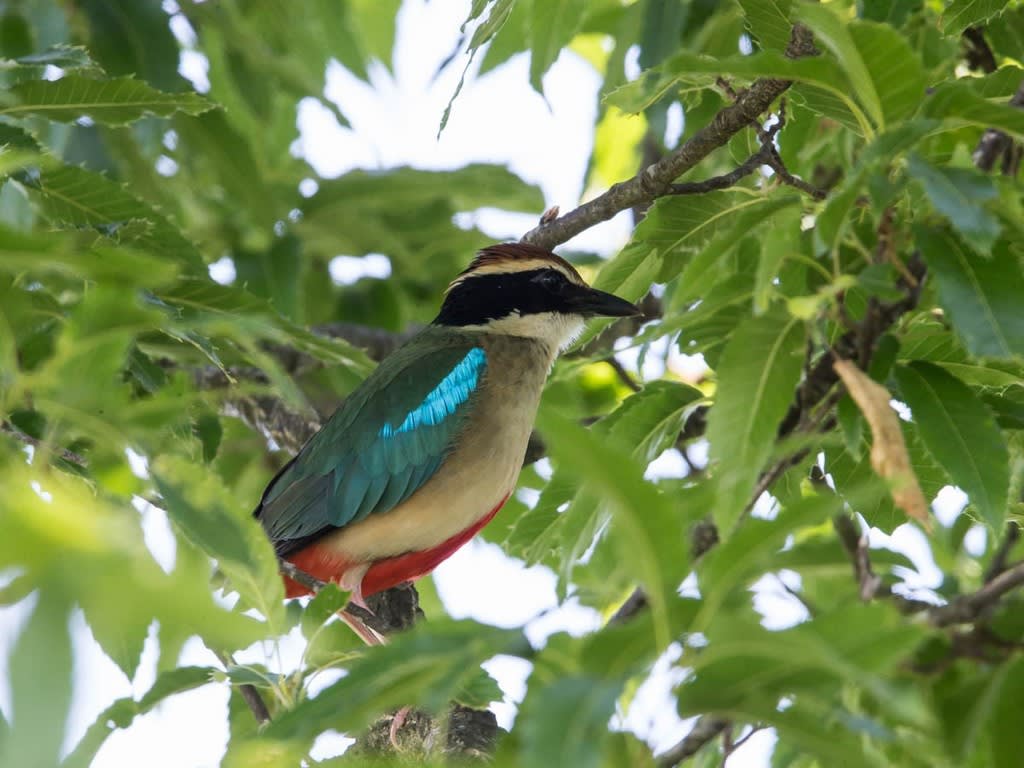 ヤイロチョウ 鳥さん こんにちは