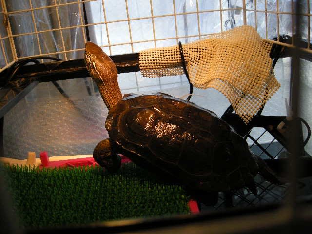 クサガメ のんちゃん と暮らす 4ページ目 クサガメ のんちゃん と暮らす 4ページ目