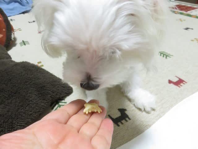 ワンちゃん専用 おっとっと いただきま す ごちそうさまでした ワンちゃん専用 おっとっと いただきま す ごちそうさまでした