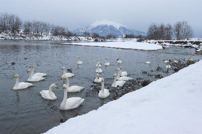 白鳥の飛来地