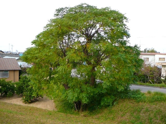 薄い黄葉、斑な紅葉の画像