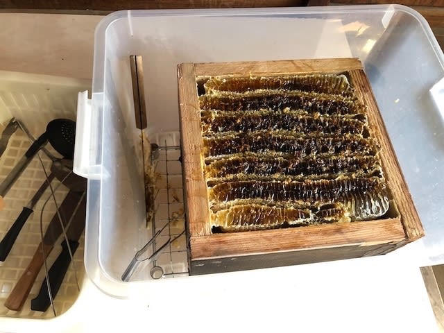 日本蜜蜂 巣蜜 コムハニー 450g 通販