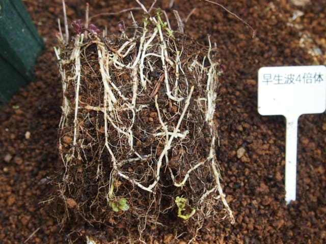 ロングスリット鉢で植えた結果 ミント編 うっｔと植物たち