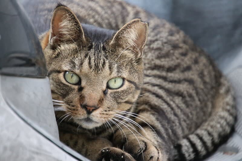 ホンダバイクの猫ちゃん ハイブリッドな生活 旧ルノーな生活