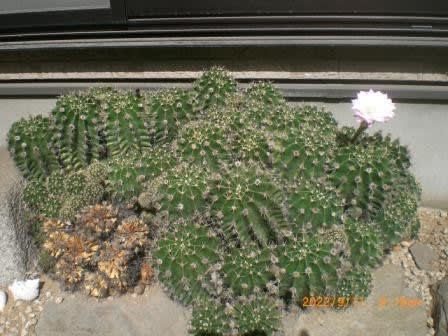 地植えサボテンの花 長盛丸