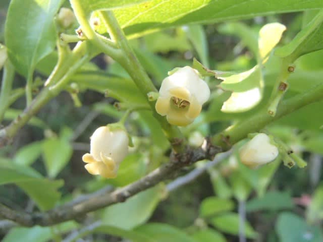 柿の花 行縢探検倶楽部２