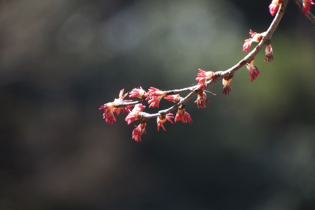 桂 ｶﾂﾗ 開花 阿見周辺の四季の花