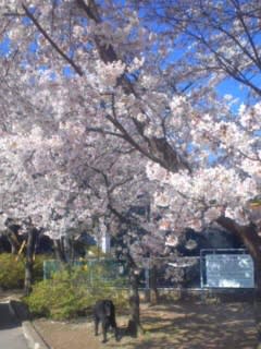 小諸懐古園の桜