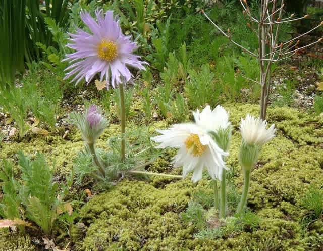 西洋オキナグサ 信子の華ごよみ