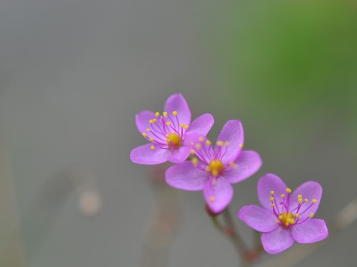 ハゼラン ピンクの小さな花 普段気が付かない雑草の花です Country知多 花と野鳥と家庭菜園の写真日記
