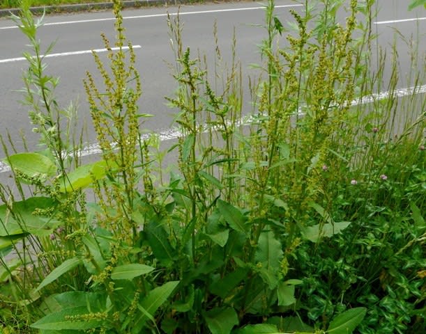 北海道の花 エゾノギシギシ１ 井伊影男の植物観察